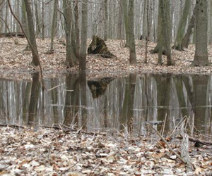 Photograph of a pond in spring