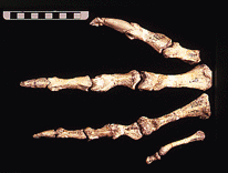 The left "hand" of Dilophosaurus wetherilli