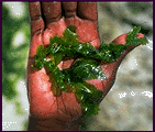 Image of algae smeared on a hand