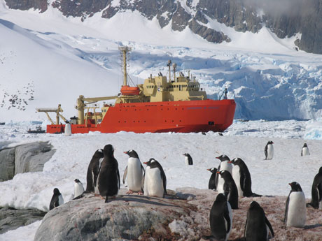Photograph of Gentoo penguins and the Research Vessel LAURENCE M. GOULD
