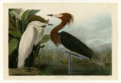 Audobon painting of a Purple Heron