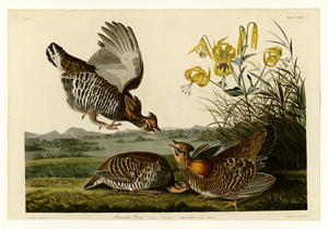 Copy of Illustration; Pinnated Grous; Birds of America