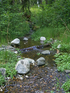 CPRD Photograph of a Stream