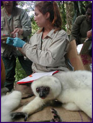 Scientist takes a blood sample from a silky sifaka.