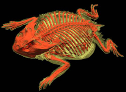 False-colored isosurface image of the Texas horned lizard