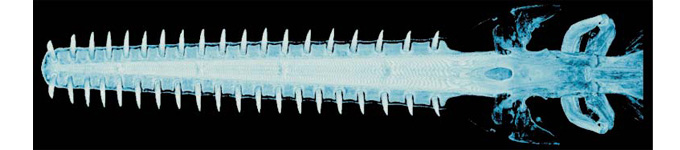 False-colored volume reconstruction of the rostrum and jaws of the sawfish, <em>Pristis sp.</em>