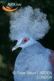 Photograph of a Blue-crowned Pigeon