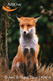 Photograph of a Red Fox.